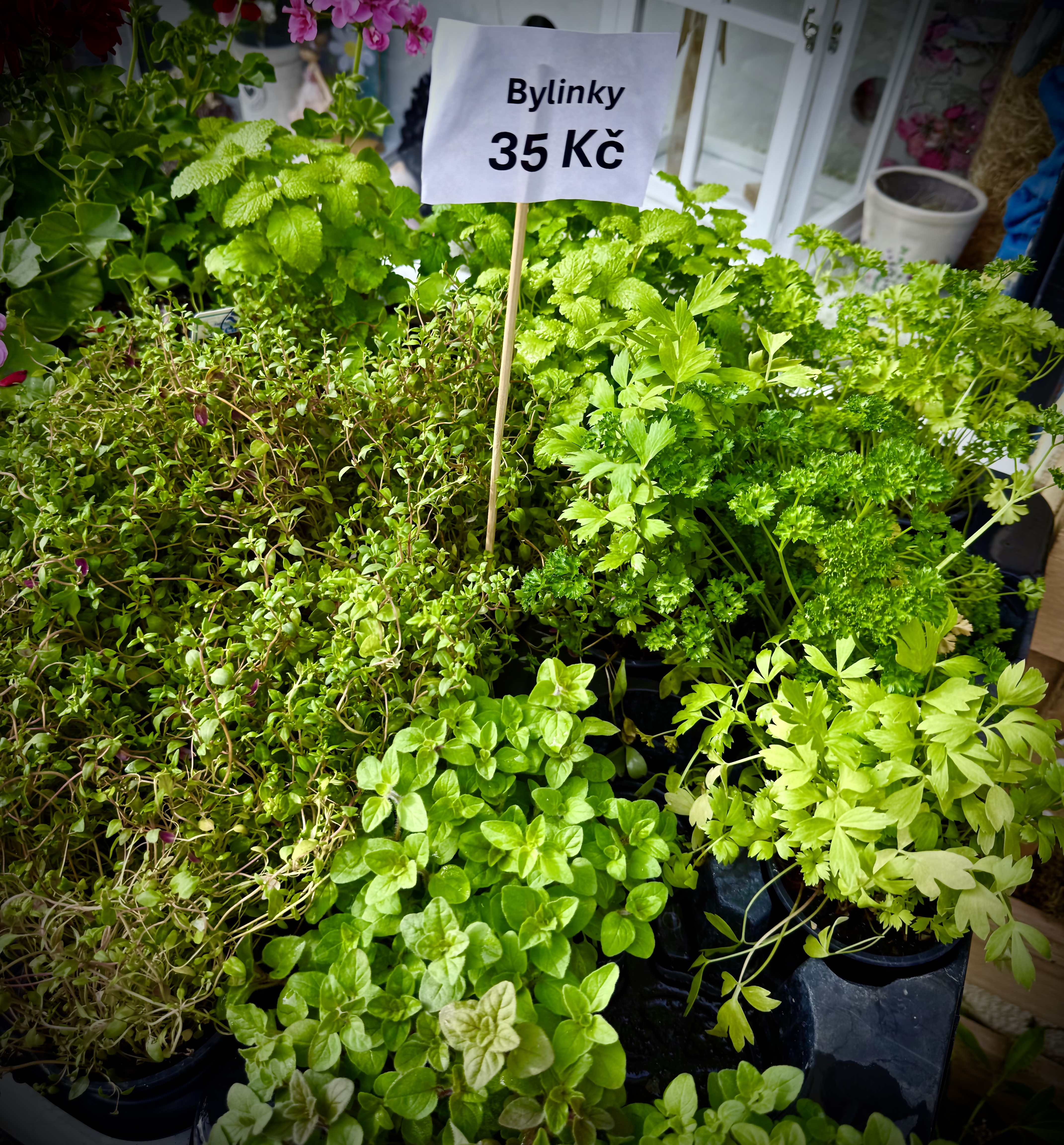 Provoňte svůj domov a vaření: Vytvořte si vlastní bylinkovou zahrádku! 🌱💚