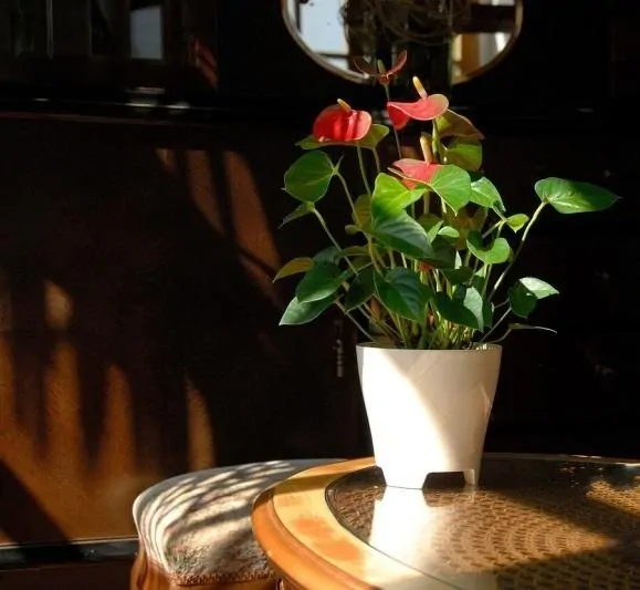 Plastový obal na květináč Luna průměr 14 cm - slonová kost