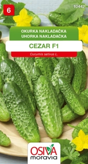 Osivo - Okurka nakladačka - Cezar F1