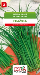 Osivo - Pažitka pravá - PRAŽSKÁ
